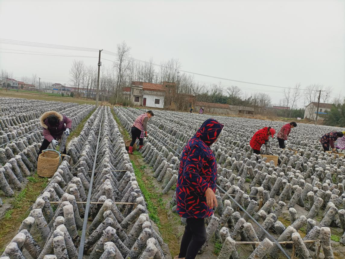 裕安区韩摆渡镇：发展特色“黑木耳”助力乡村“大振兴”