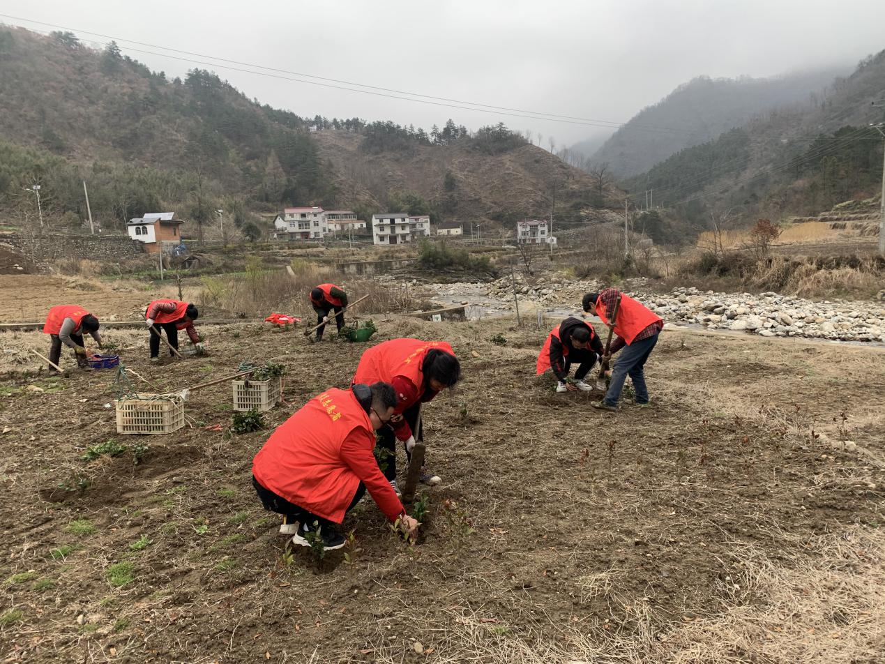 花石乡千坪村：种植一株绿色，收获明天希望