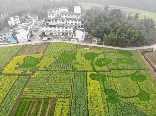 安徽油菜花主题经济进入2.0版本