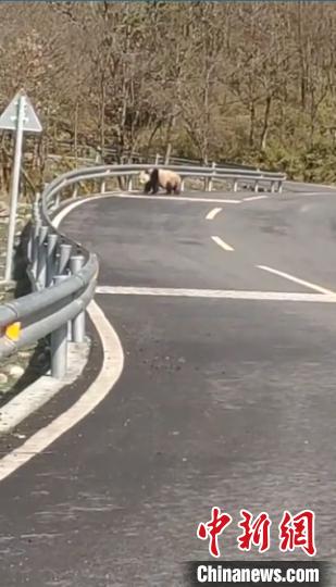 大熊猫视频截图。大熊猫国家公园供图