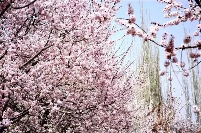 阿克苏好地方·旅游篇——《幸福柯坪》