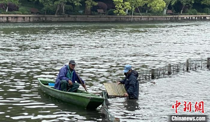 杭州西湖景区增新桥 专供鸳鸯宝宝等水鸟自由进出荷区
