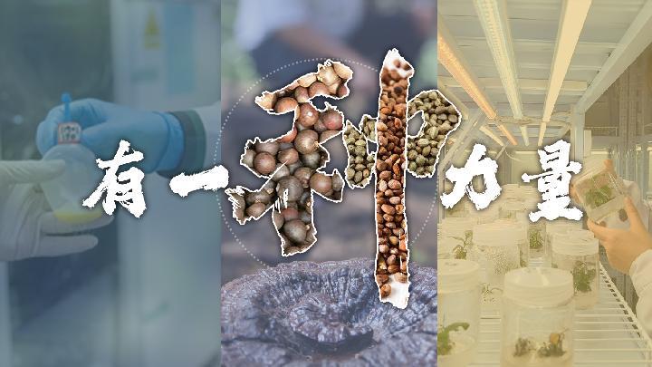 有一“种”力量丨老茶友看过来！5000年“国饮”靠它不断“上新”