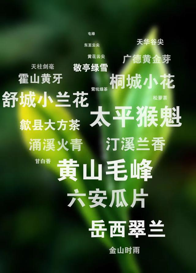走遍安徽，谁才是绿茶之王？