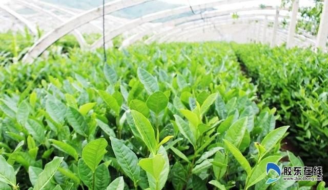 千锤百炼铸造品牌 海阳绿茶促乡村振兴