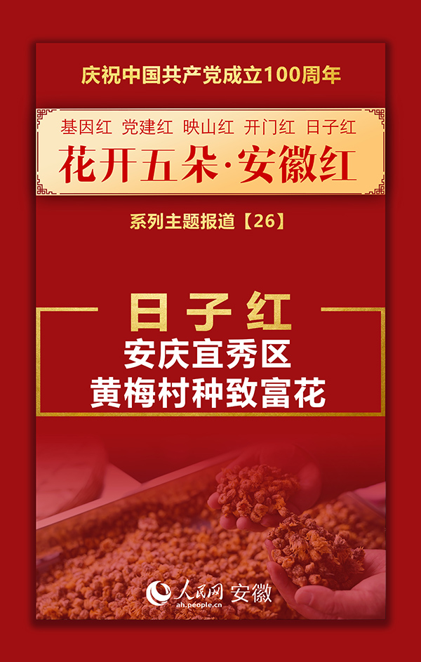 日子红丨安庆宜秀区：黄梅村种致富花