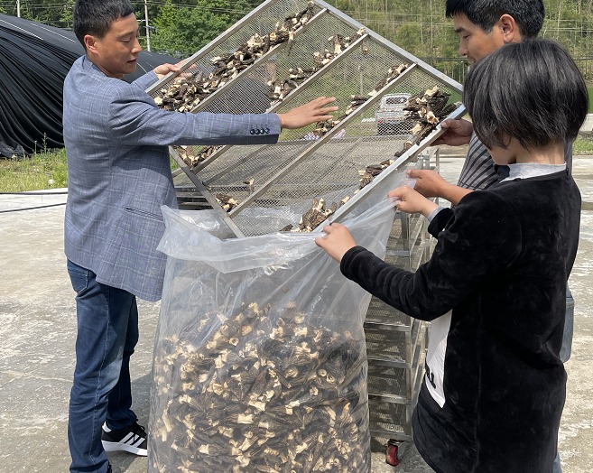 “雷达菇”成为山乡“新宠”  