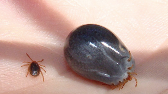 注意！这种“虫”可能会致命！