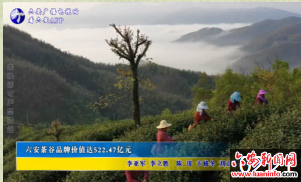 六安茶谷品牌价值达522.47亿元