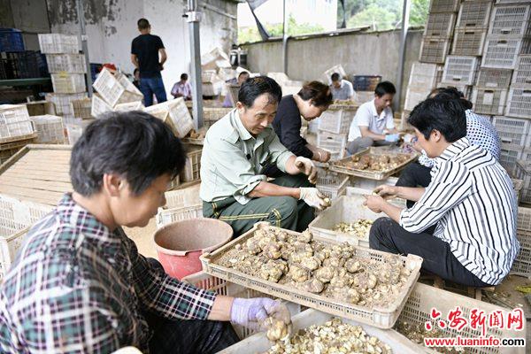 霍山县漫水河镇：“大唐”百合 致富百姓