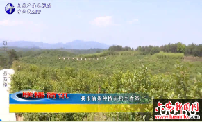 我市油茶种植面积全省第一