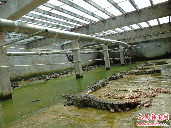 舒城县干汊河镇：大力发展特色养殖业 助推水产养殖增产增收