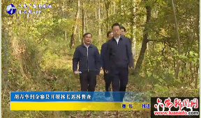 胡春华到金寨县开展林长巡林督查