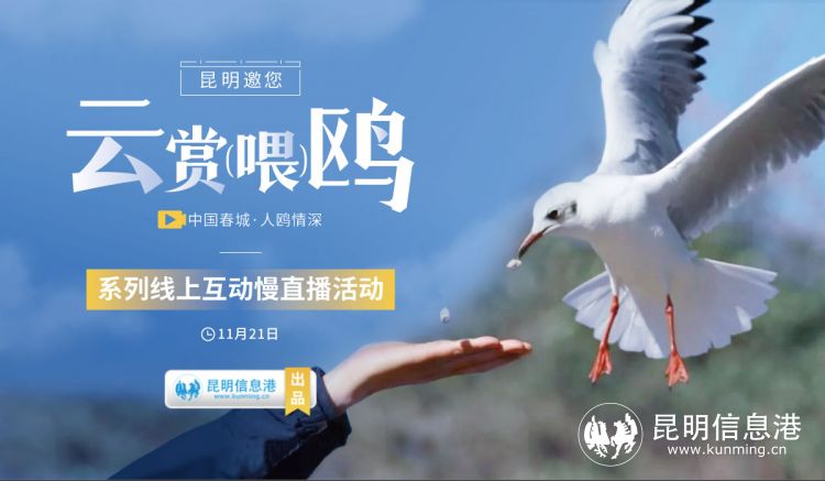 本周日昆明邀全国网友云赏红嘴鸥 8小时慢直播展现春城人鸥情缘