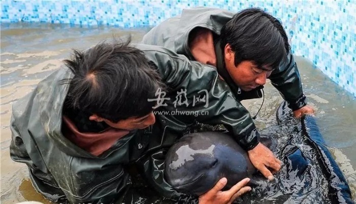 皖鄂两地江豚"结亲"