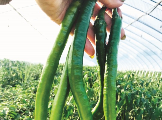 聚“椒”金点子 