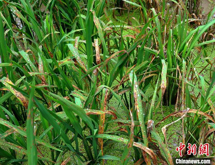 有助对抗“水稻癌症” 科研人员发现植物与病原菌“作战”新路径