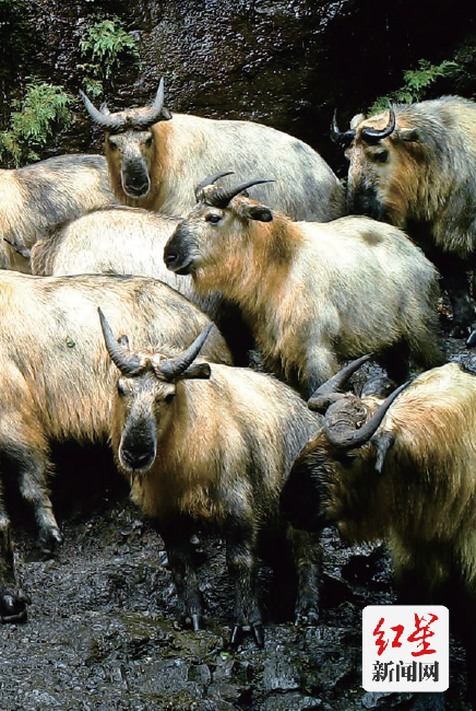 QQ截图20211220190454