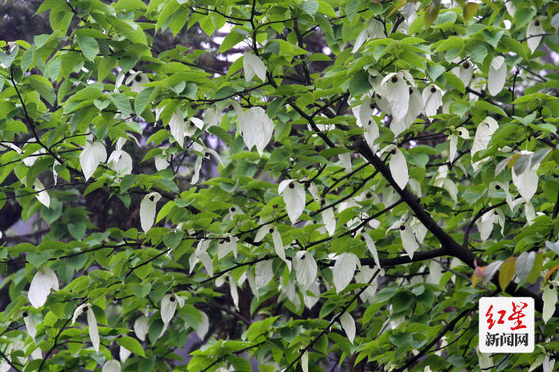 珙桐-朱大海