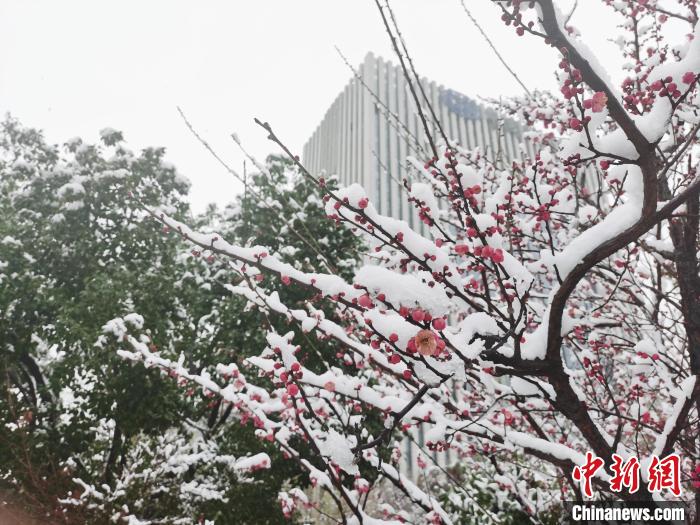 杭州一道路旁的红梅上覆盖积雪。　张雨滴 摄