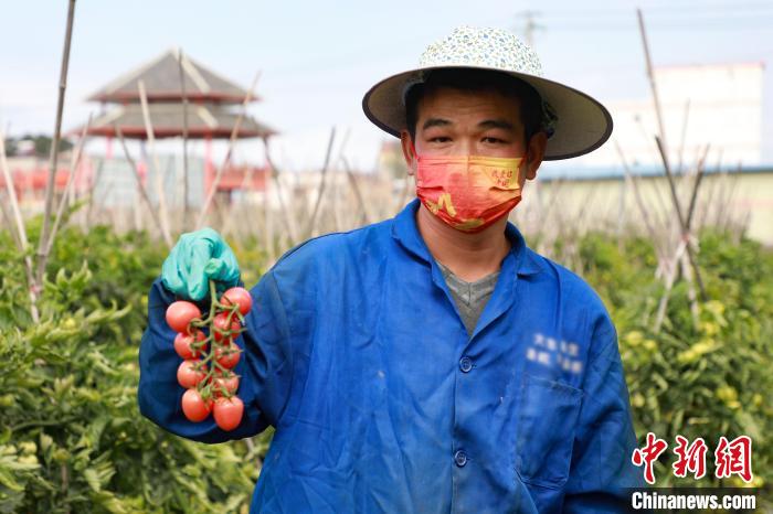 广西“番茄村”迎番茄上市高峰 各部门多举措保畅销