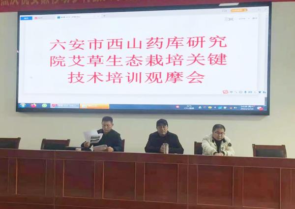 艾草栽培技术培训为西山药库建设助力