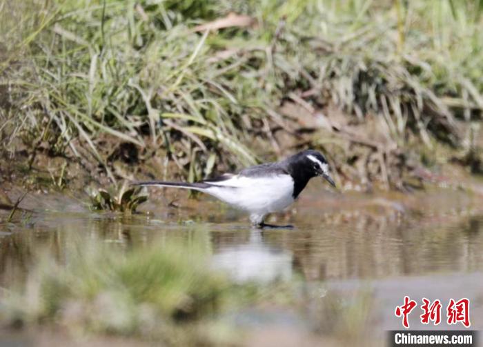 浙江多地发现新物种、新记录种