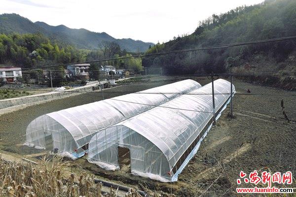 六安霍山：大“红灯笼”俏争春