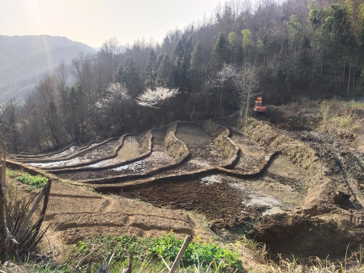 发展特色种植产业，助力乡村振兴