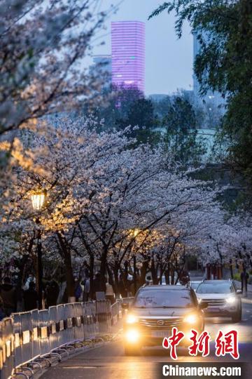 南京街头夜樱烂漫。　泱波 摄