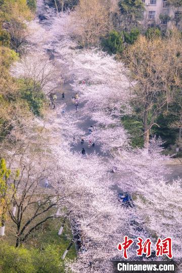 南京林业大学邀约民众“云”赏春日胜景。　王旭瑶 摄