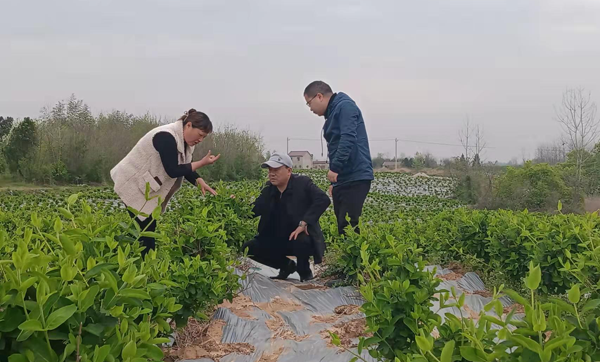 市一谷一带办赴裕安区金银花基地开展调研