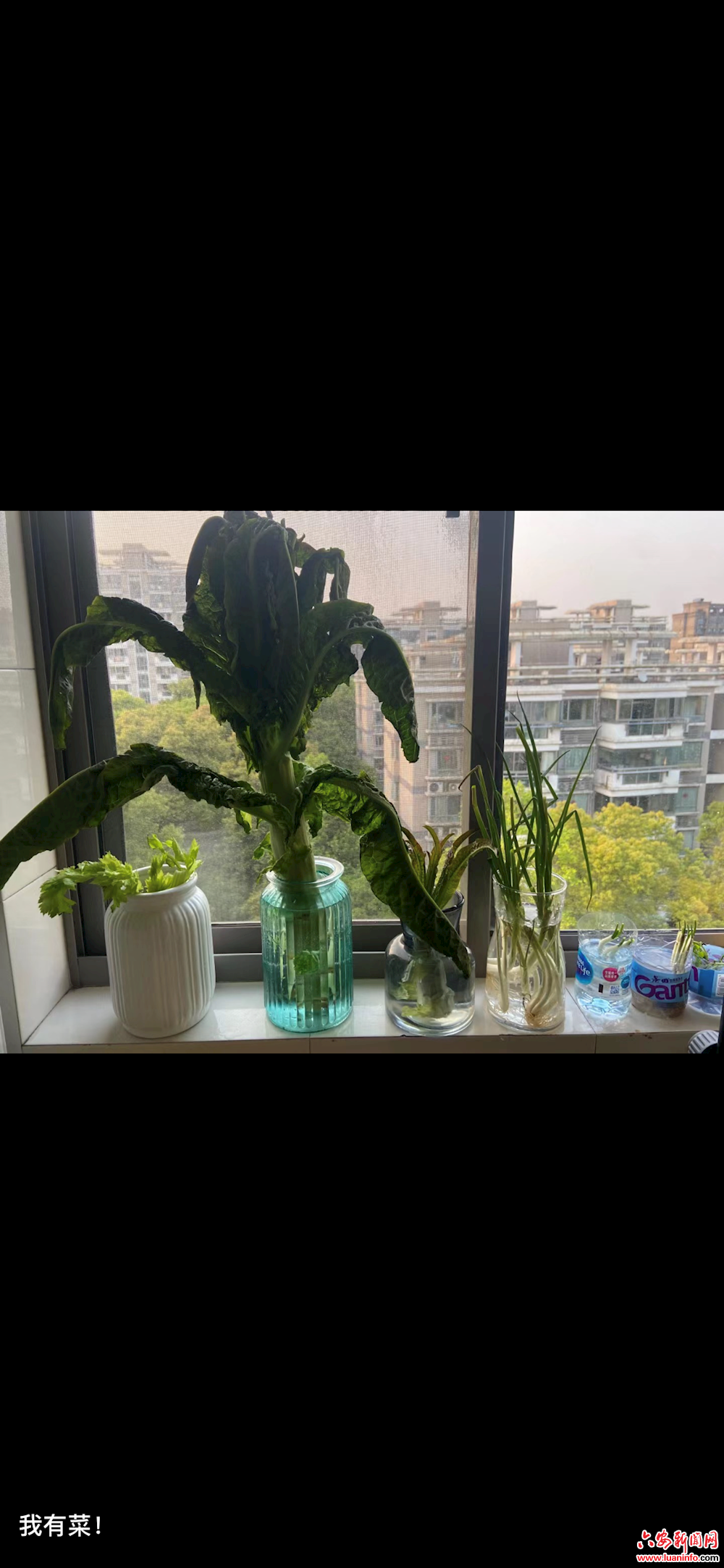 【抗疫，居家日记】人间烟火抚寂寥