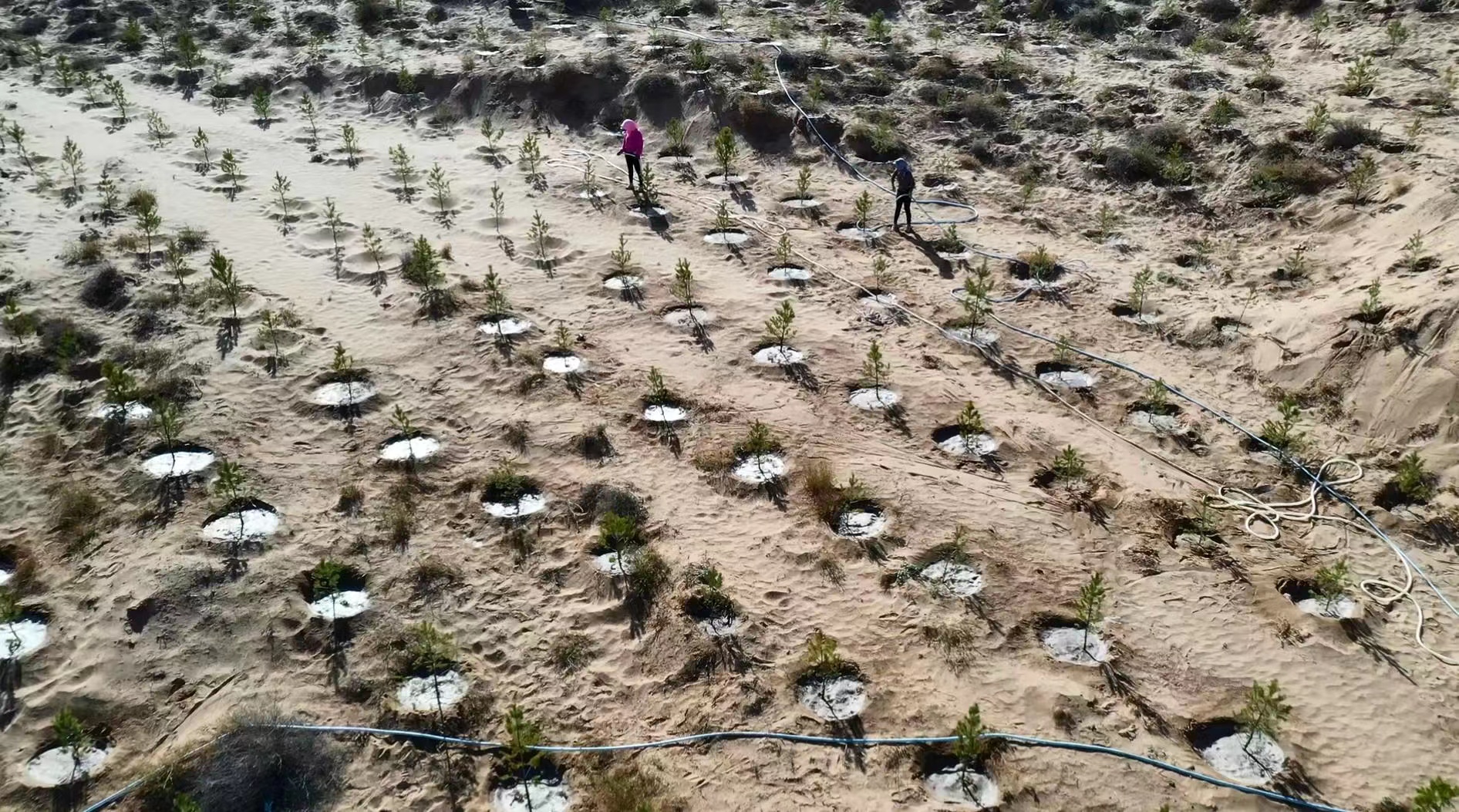 世界地球日：全国超3000万网友为宁夏种出“保护黄河幸福林”