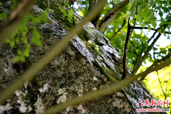 六安霍山：石斛花开漫水河