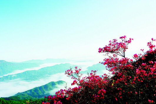 摸云山 映山红正红