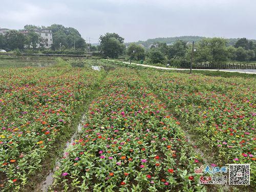 【重点媒体吉水采风行】全方位感受“醉”美吉水的新成就、新变化、新亮点（图）