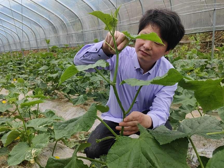 磨子潭镇：党建+村集体经济助发展 黄瓜丰收“甜”百姓心