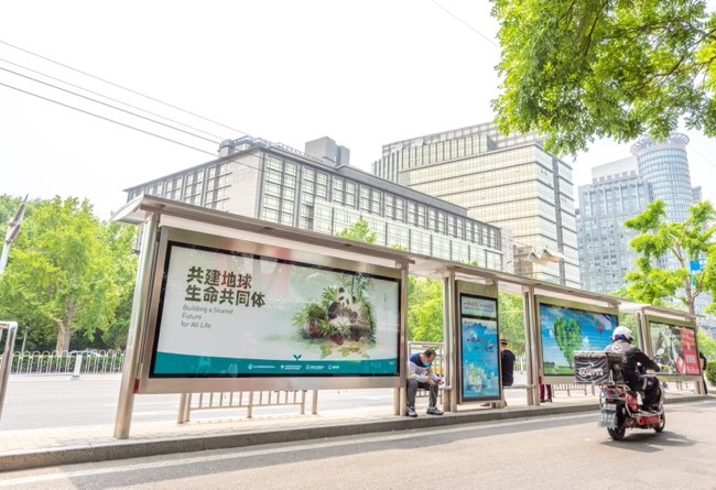 中国独有！这七大物种“现身”街头