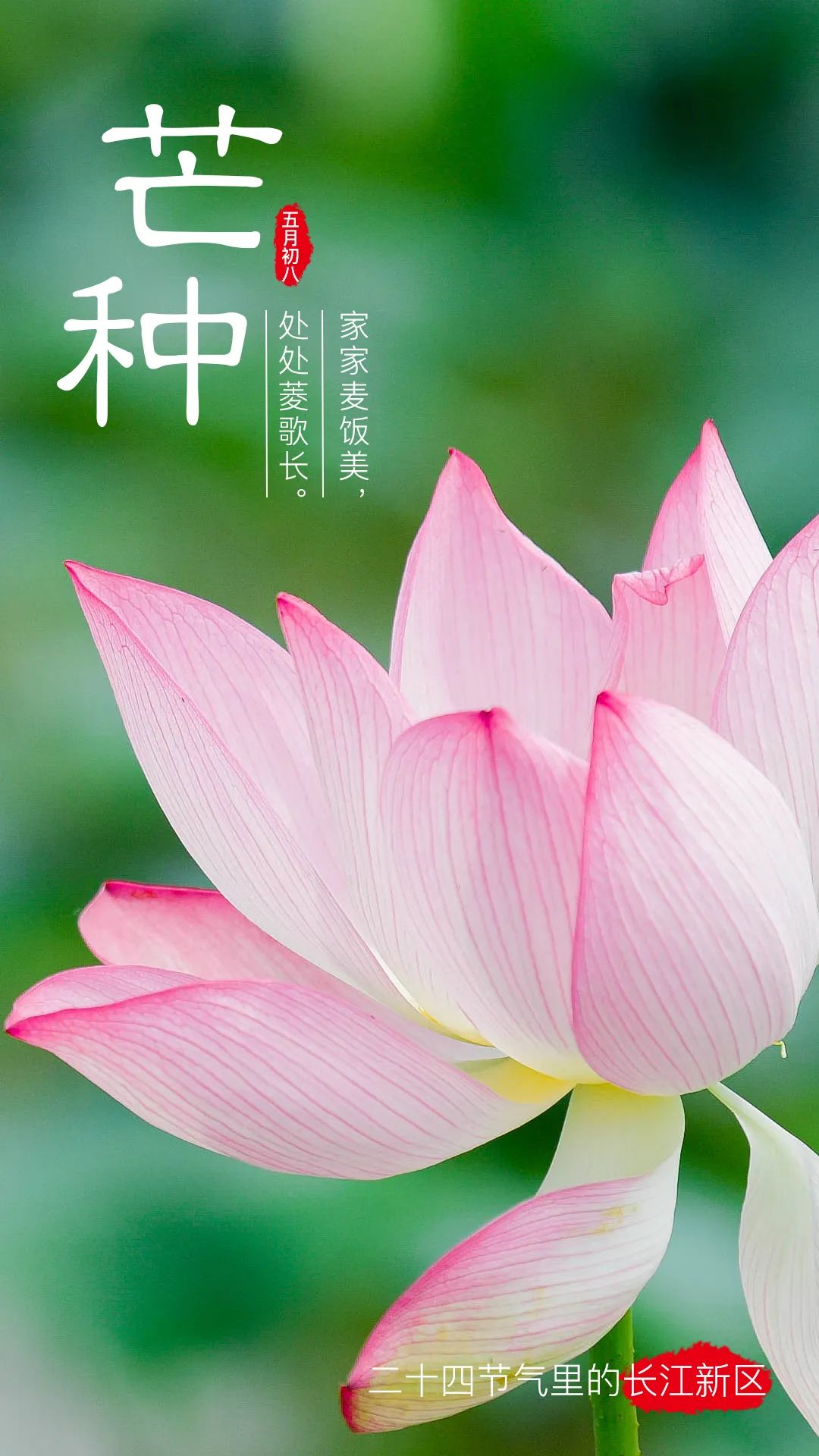 二十四节气里的长江新区｜今日芒种