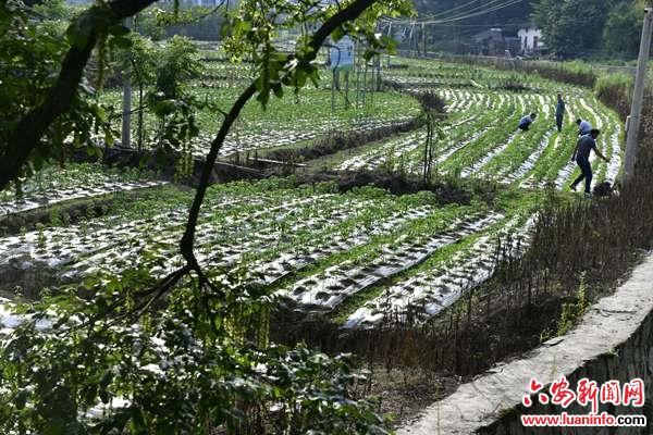 网红桥上“灯笼”红，生态农业靓山乡