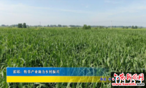 霍邱：牧草产业助力乡村振兴