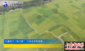 打赢抗旱“保卫战” 不误农时保秋粮