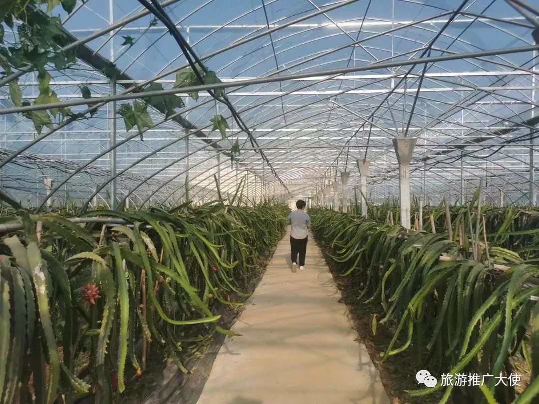 叶集采风记：他们的故事精彩纷呈……