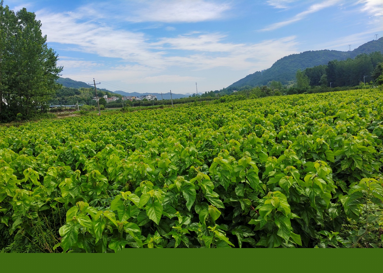 斑竹园镇沙堰村：发展蚕桑产业 助力乡村振兴