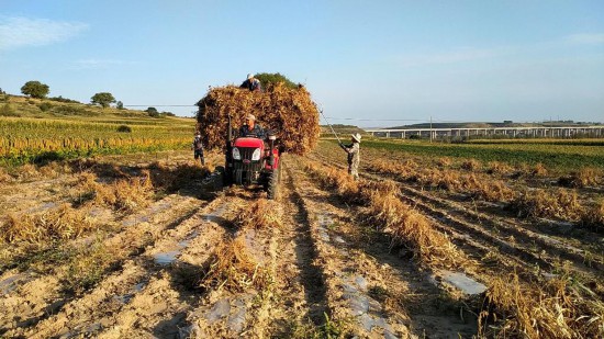 红芸豆丰收季：让“乡思”赋能乡村振兴