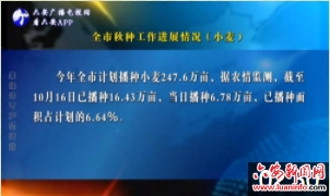 全市秋种工作进展情况