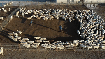 新疆昭苏：牲畜品种改良 助推畜牧业高质量发展