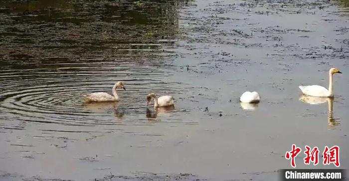 今年冬天早早到访的四小天鹅。　南京长江新济洲国家湿地公园管理中心供图