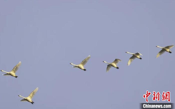 去冬今春来访的小天鹅群。　南京长江新济洲国家湿地公园管理中心供图
